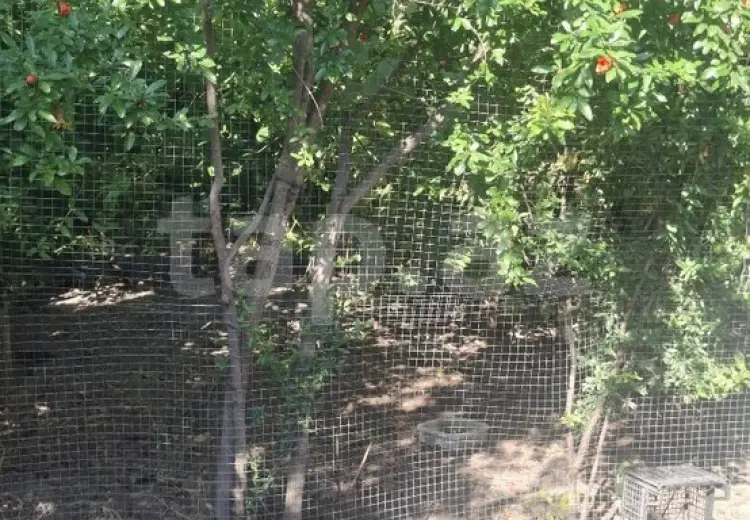 5 otaqlı mənzil , Şabran