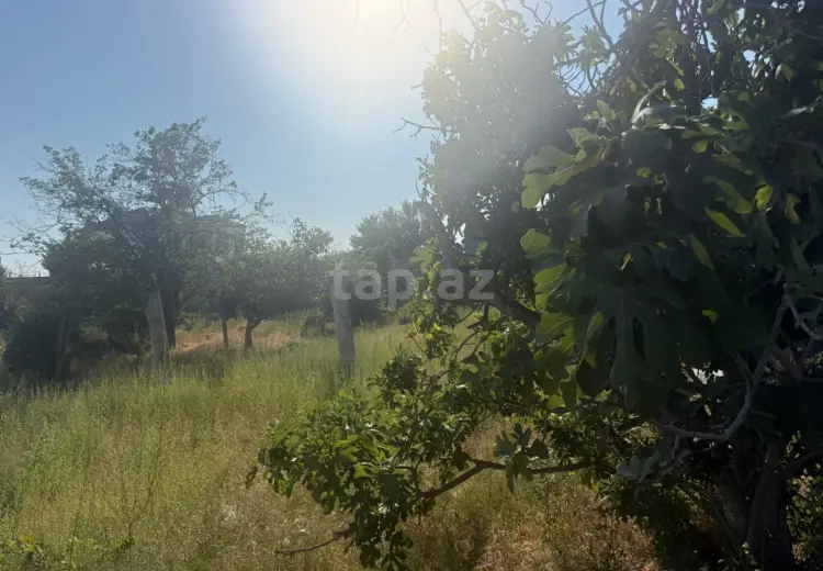 0 m² Obyekt / Ofis , Saray, Abşeron