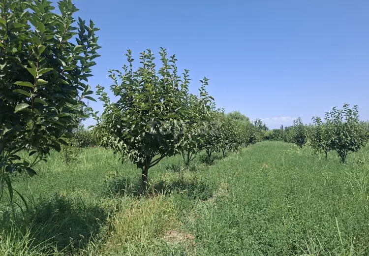 0 m² Obyekt / Ofis , Göyçay