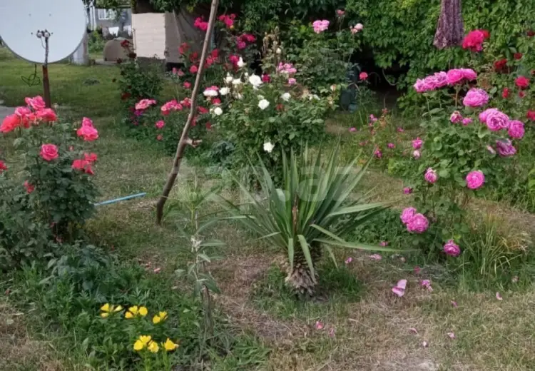 5 otaqlı mənzil , Qəbələ