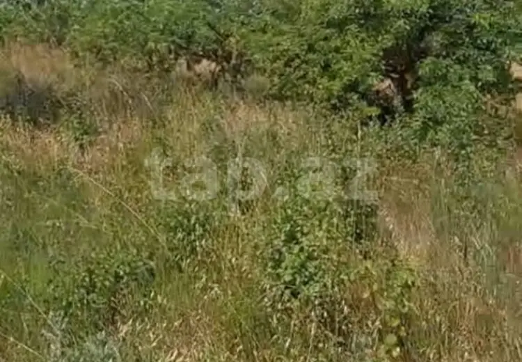 0 m² Obyekt / Ofis , Bakı