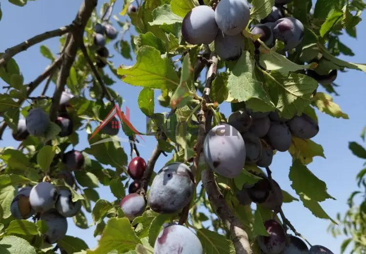 150 sot Torpaq Satılır, Xaçmaz
