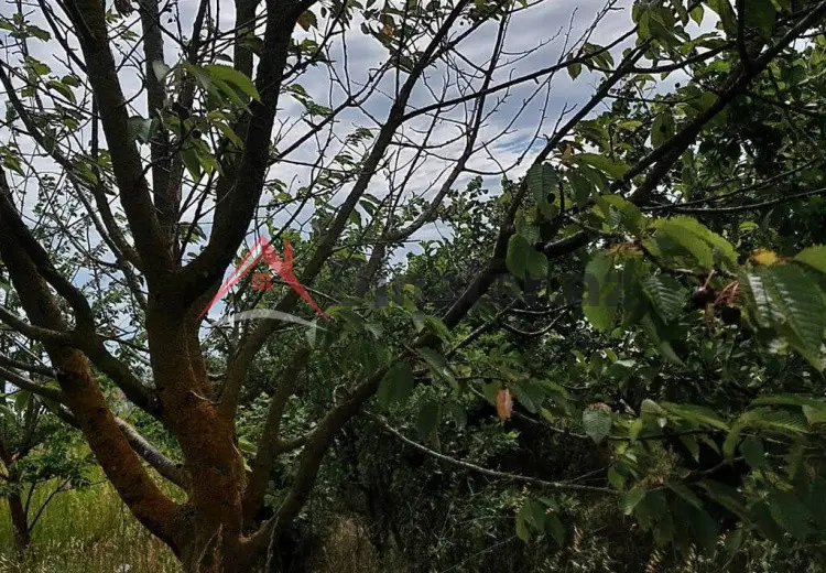 150 sot Torpaq Satılır, Xaçmaz