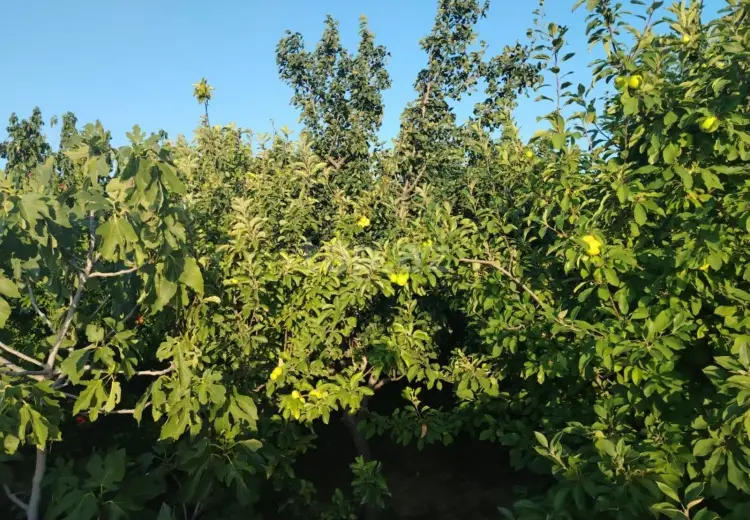 3 otaqlı mənzil , Sumqayıt
