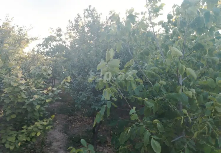 3 otaqlı mənzil , Sumqayıt
