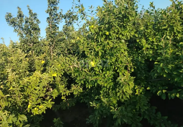 3 otaqlı mənzil , Sumqayıt
