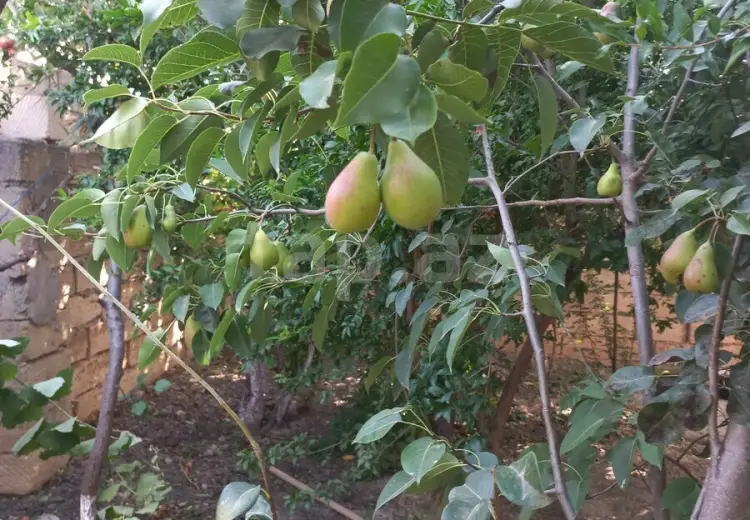 1 otaqlı mənzil , Sumqayıt