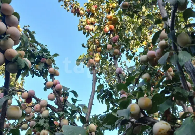 1 otaqlı mənzil , Sumqayıt