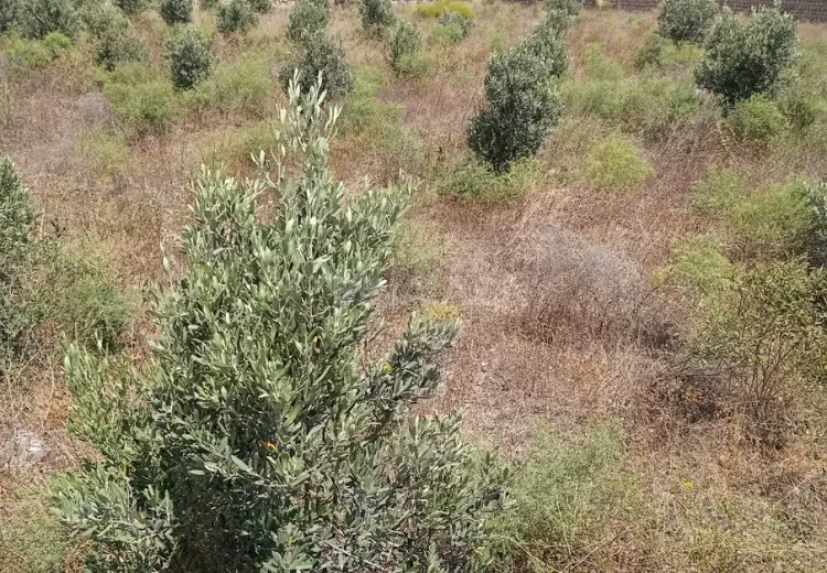 12 sot Torpaq Satılır, Türkan, Xəzər, Bakı