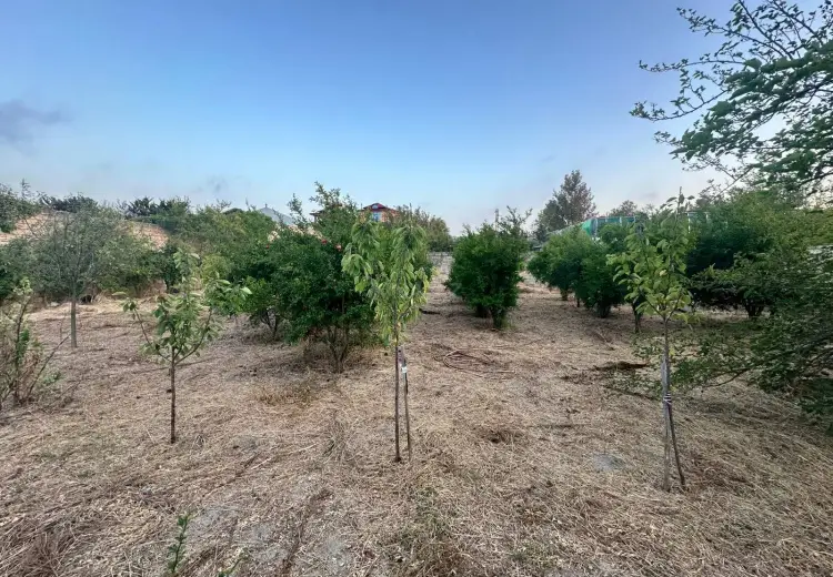 3 sot Torpaq Satılır, Novxanı, Abşeron