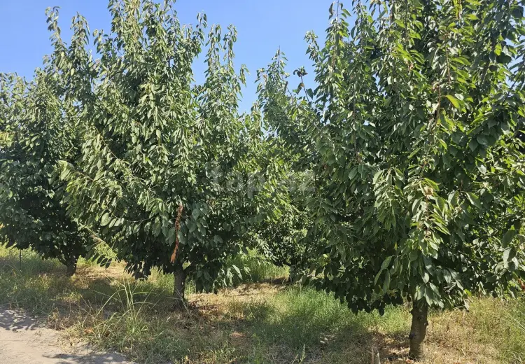 0 m² Obyekt / Ofis , Xaçmaz