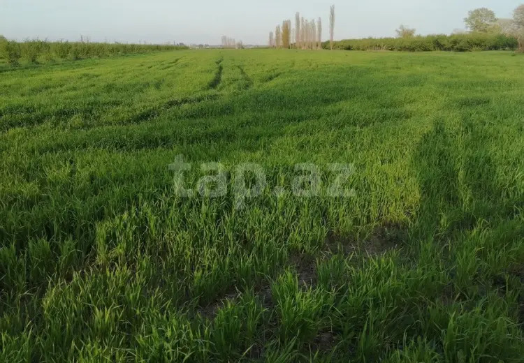 0 m² Obyekt / Ofis , Xaçmaz