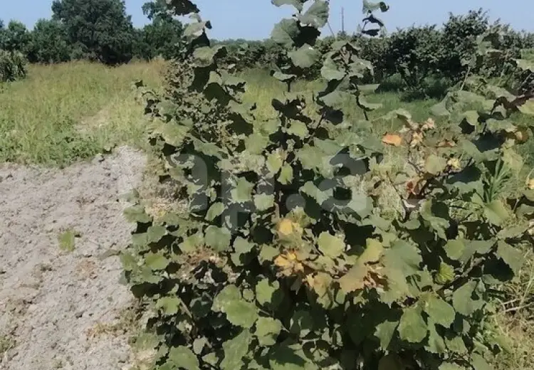 0 m² Obyekt / Ofis , Xaçmaz