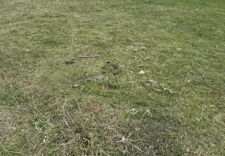 4 sot Torpaq Satılır, Şamaxı