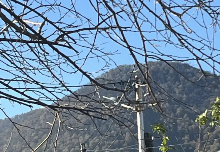 6 sot Torpaq Satılır, Qəbələ