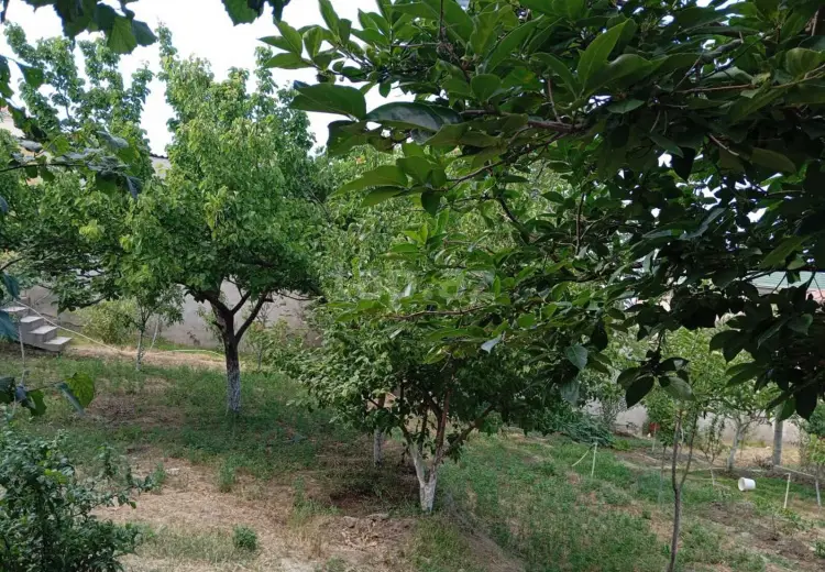0 m² Obyekt / Ofis , Qaraçuxur qəs., Suraxanı, Bakı