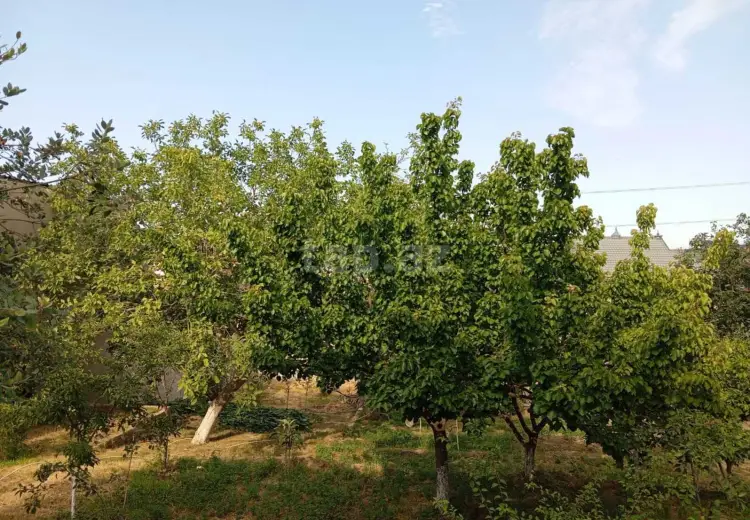 0 m² Obyekt / Ofis , Qaraçuxur qəs., Suraxanı, Bakı
