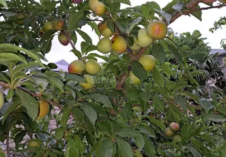 5 sot Torpaq Satılır, Binəqədi qəs., Binəqədi, Bakı
