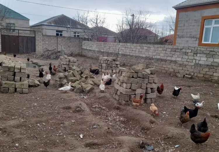 3 sot Torpaq Satılır, Ramana qəs., Sabunçu, Bakı