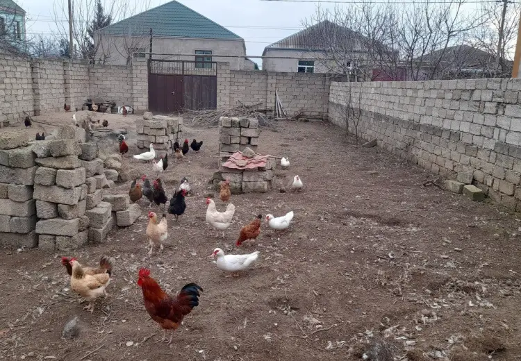 3 sot Torpaq Satılır, Ramana qəs., Sabunçu, Bakı