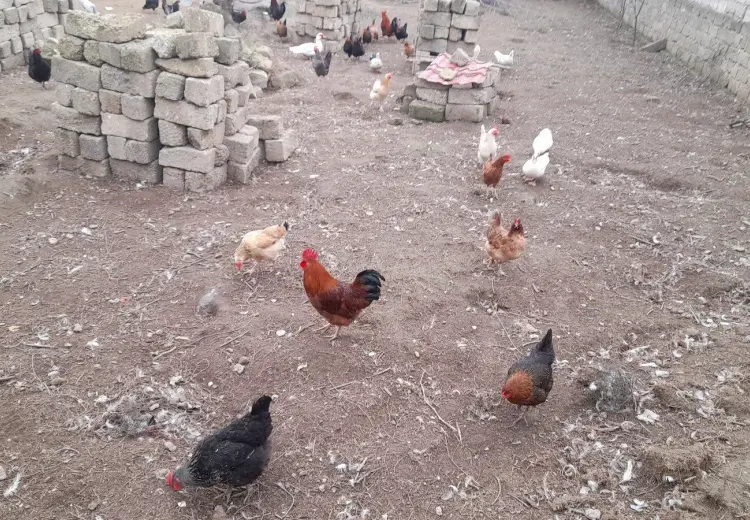 3 sot Torpaq Satılır, Ramana qəs., Sabunçu, Bakı