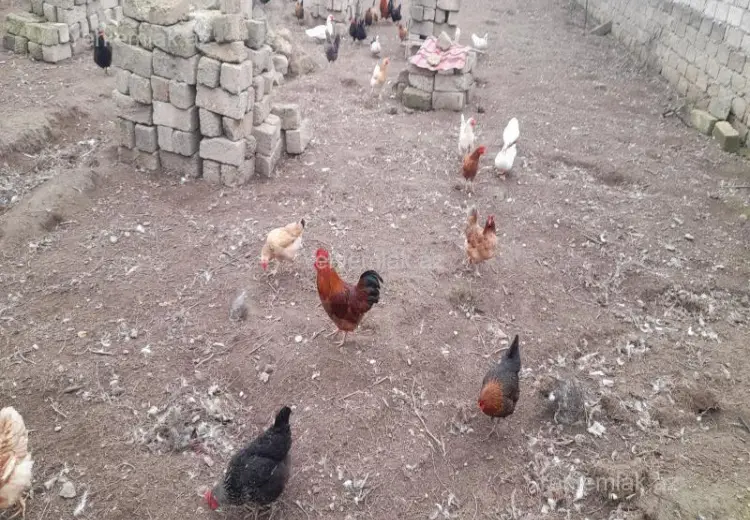 3 sot Torpaq Satılır, Ramana qəs., Sabunçu, Bakı