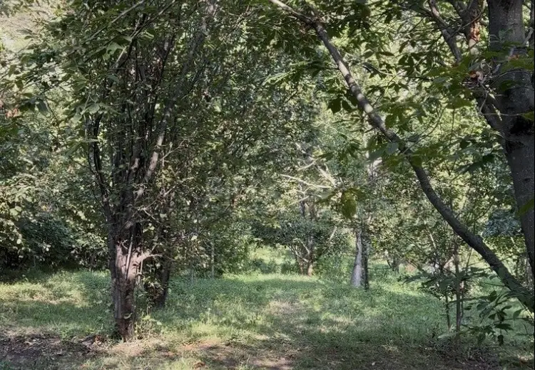 38 sot Torpaq Satılır, Qəbələ