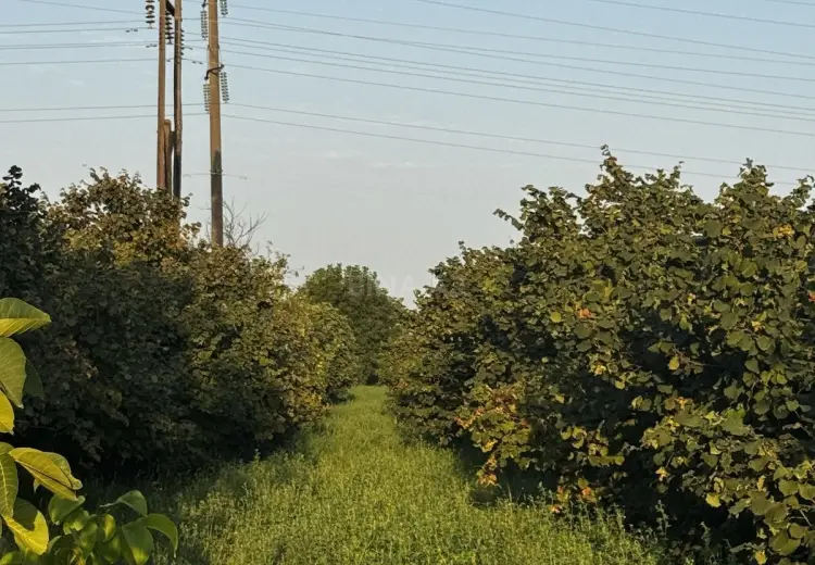 237 sot Torpaq Satılır, Xudat