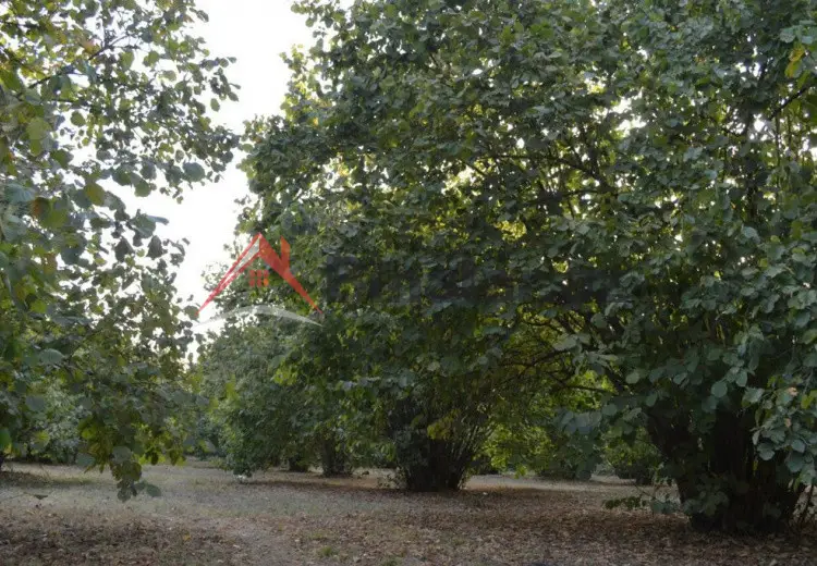 55 sot Torpaq Satılır, Oğuz