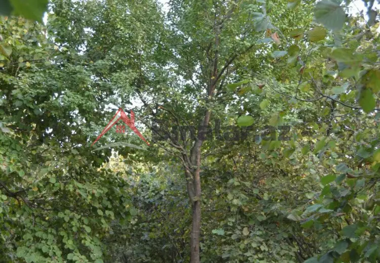 55 sot Torpaq Satılır, Oğuz