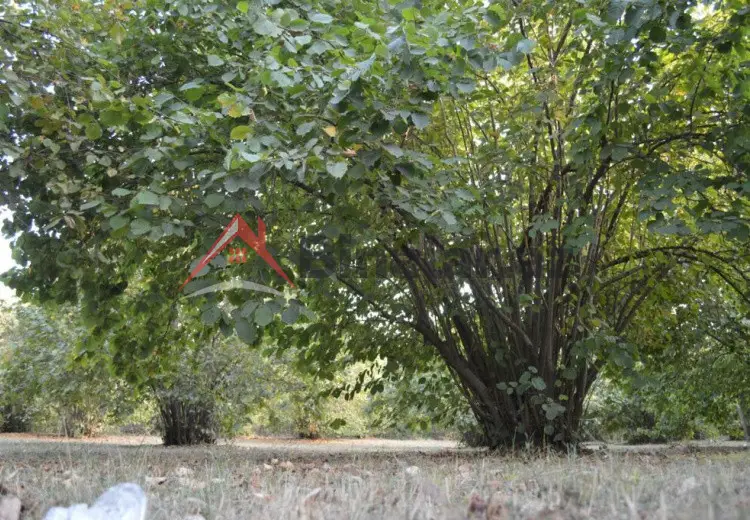 55 sot Torpaq Satılır, Oğuz