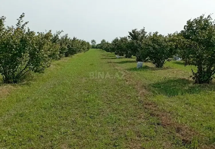 120 sot Torpaq Satılır, Xudat