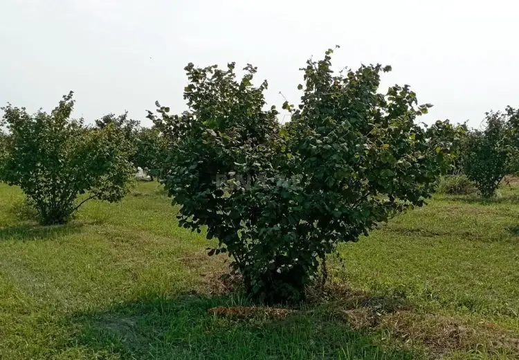 120 sot Torpaq Satılır, Xudat