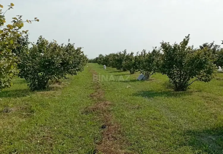 120 sot Torpaq Satılır, Xudat