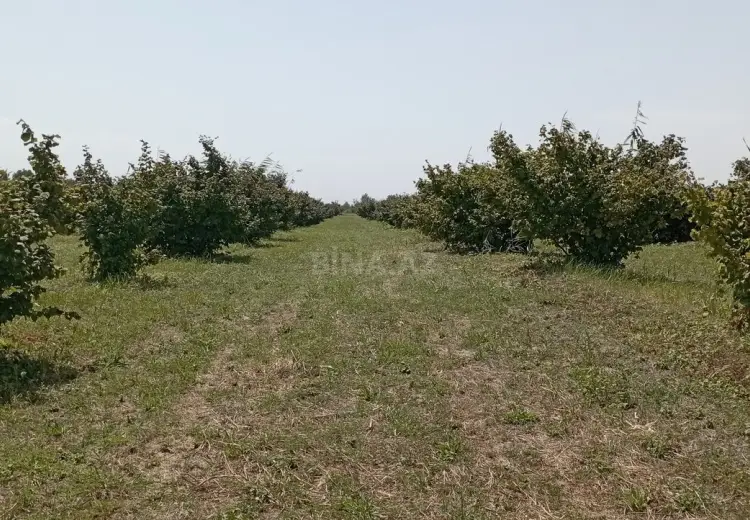 120 sot Torpaq Satılır, Xudat