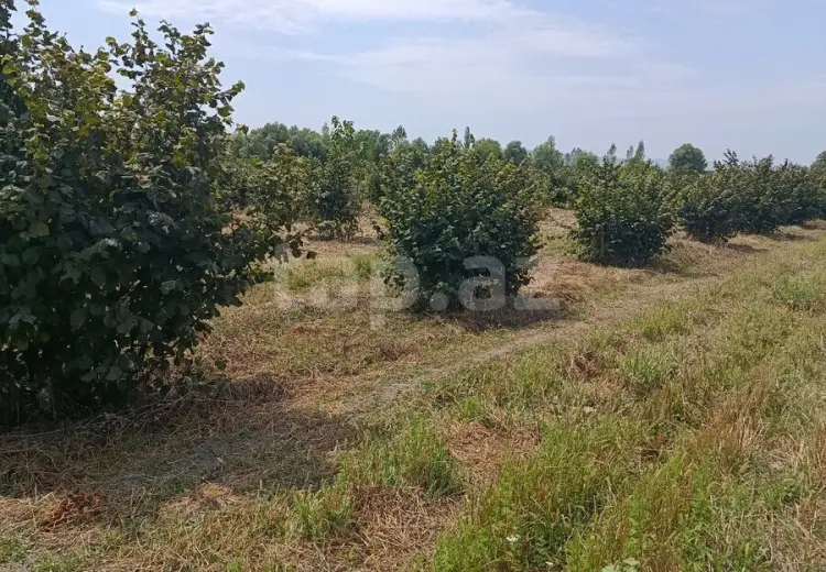 0 m² Obyekt / Ofis , Oğuz