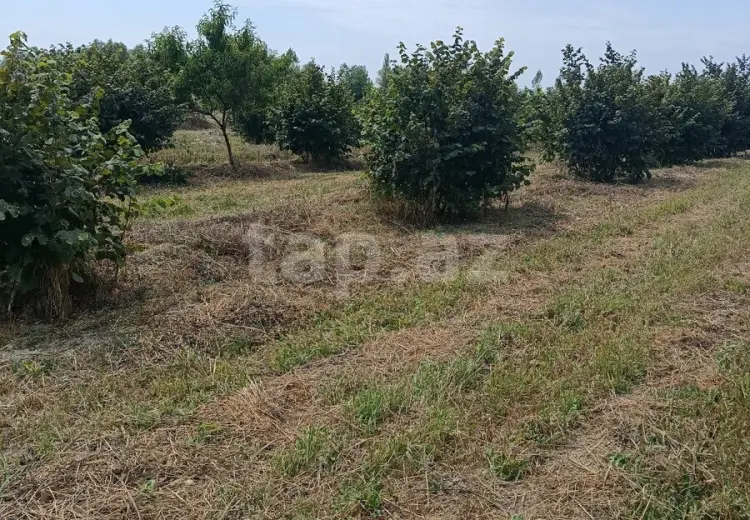 0 m² Obyekt / Ofis , Oğuz