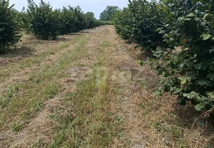 0 m² Obyekt / Ofis , Oğuz