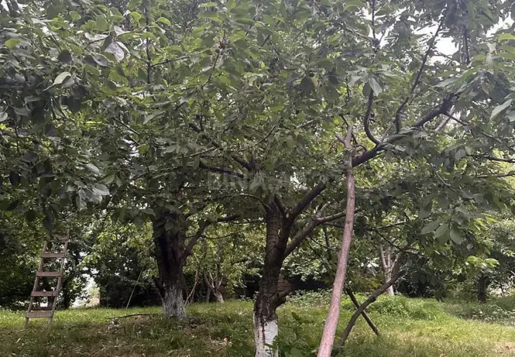 10 sot Torpaq Satılır, Quba