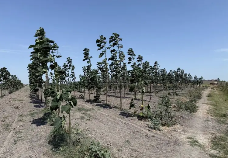 2000 sot Torpaq Satılır, Şabran