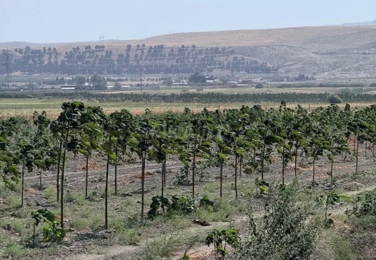 2000 sot Torpaq Satılır, Şabran