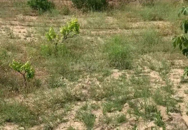 11 sot Torpaq Satılır, Pirşağı qəs., Sabunçu, Bakı