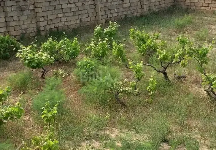 11 sot Torpaq Satılır, Pirşağı qəs., Sabunçu, Bakı