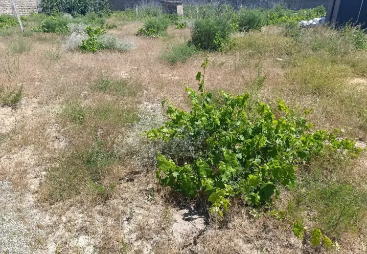 10 sot Torpaq Satılır, Fatmayı, Abşeron