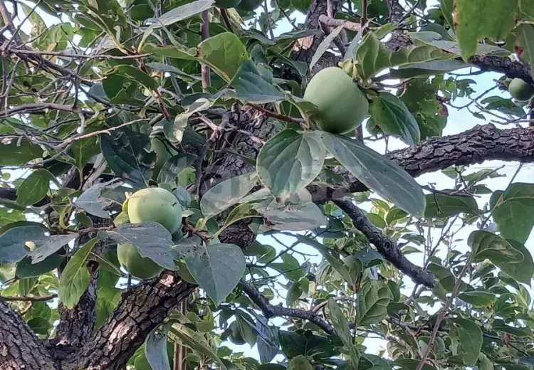 0 m² Obyekt / Ofis , Sumqayıt