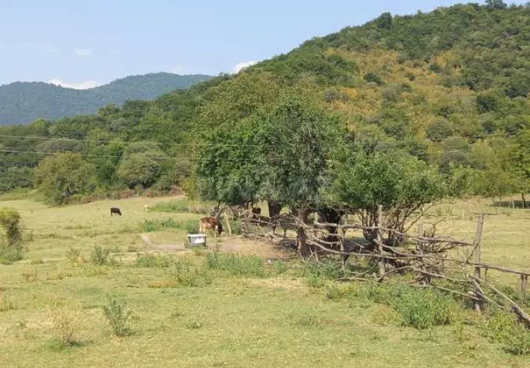 1500 sot Torpaq Satılır, Balakən