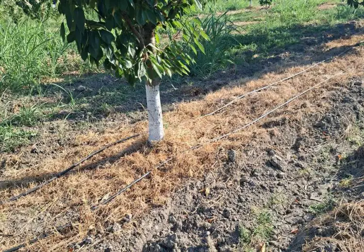 100 sot Torpaq Satılır, Xaçmaz