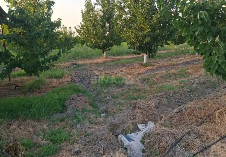100 sot Torpaq Satılır, Xaçmaz