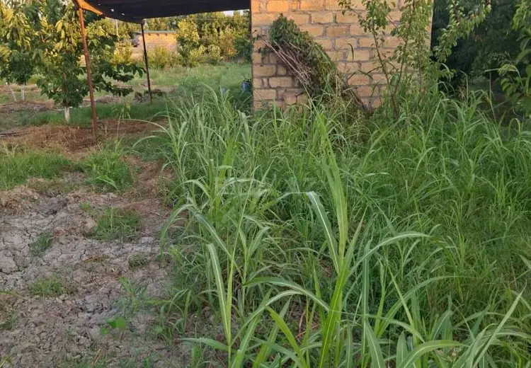 100 sot Torpaq Satılır, Xaçmaz
