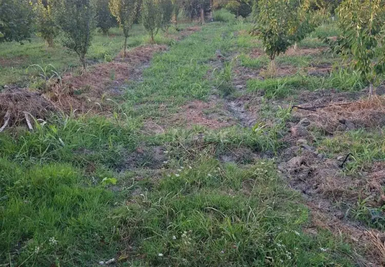 100 sot Torpaq Satılır, Xaçmaz